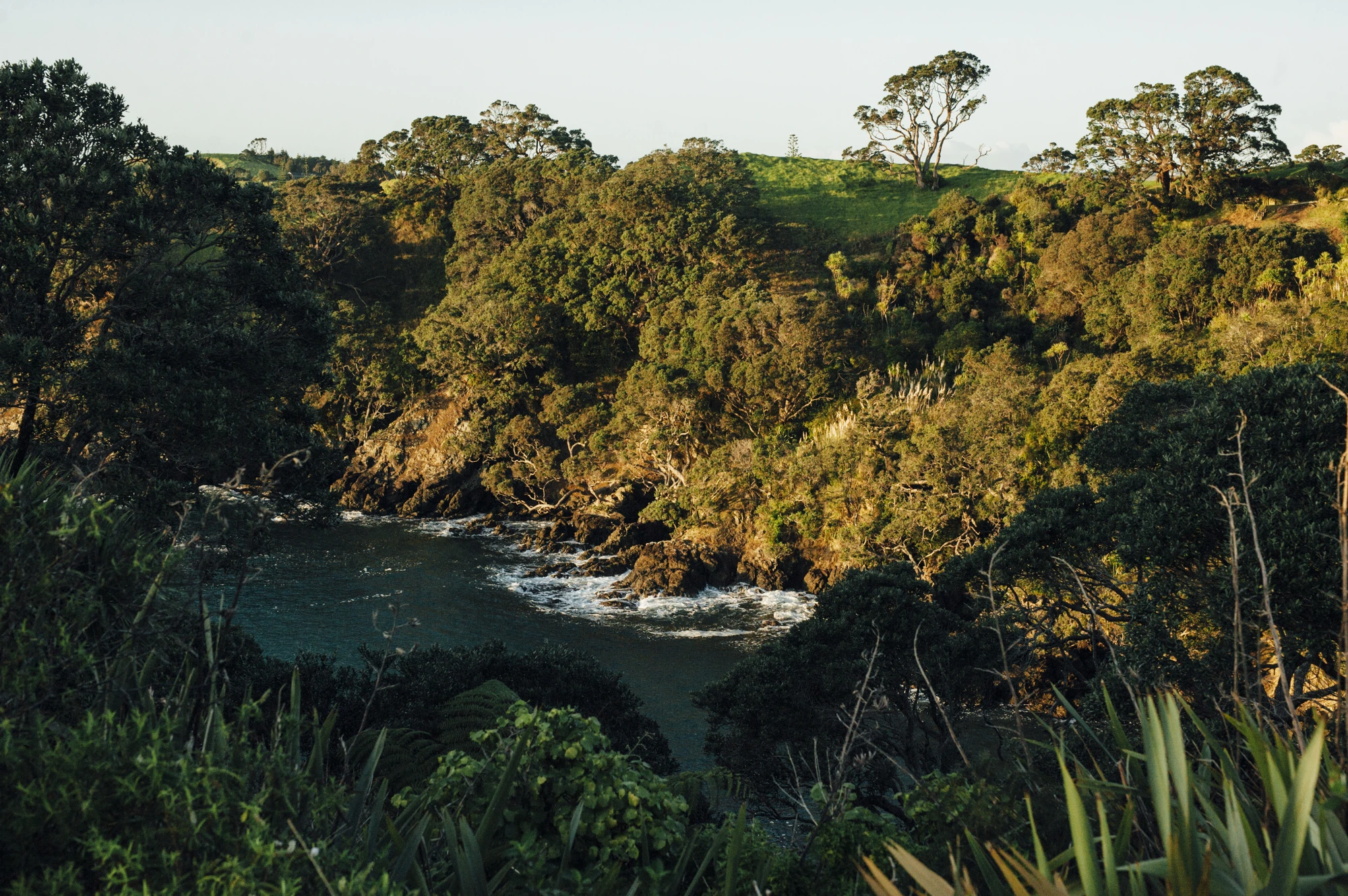 Native coastal forest meeting a turquoise inlet at Whananaki