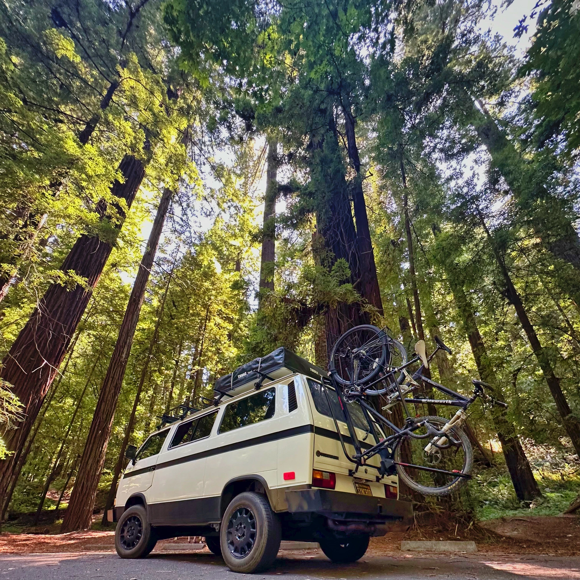 Bike rack loaded, parked among the redwoods
